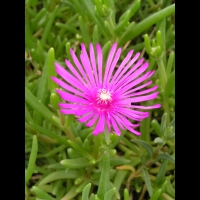 Delosperma Cooperi (fam Aizoacees) (Afrique du sud) (05)